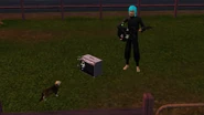 Cat and sim
