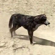 Rdr charlie