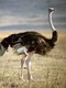 Ostrich