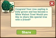White Walnut Tree Growth Message