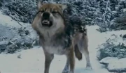 Seth Growl