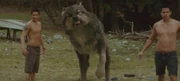 Paul Lifted Paw