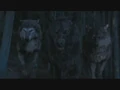 Paul sam & jared in wolf form.jpg