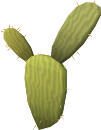 Kharidian cactus (Healthy)