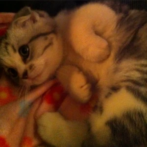 Meredith
