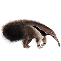 Huge item giantanteater 01.png