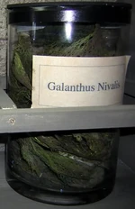 Galanthus Nivalis