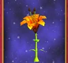 TigerLily