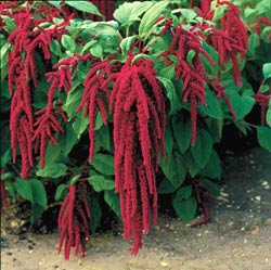 Amaranth Color