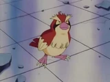 EP002 Pidgey