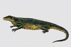 Varanosaurus brevitroetris