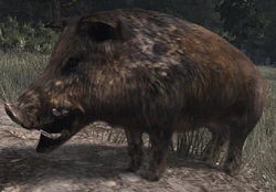 Jabali