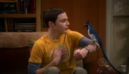 Sheldon&thebird