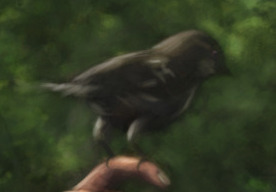 Sparrow