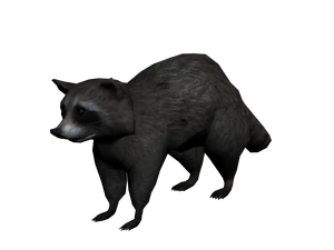 Mapache2