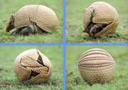 Armadillo4.jpg