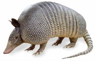 Armadillo.png