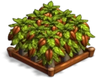 Cacao 02.png