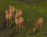 Image of Highland Doe