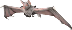 Albino bat
