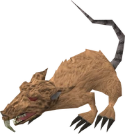 Angry giant rat