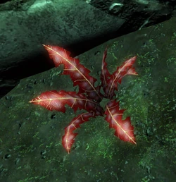Crimsonnirnroot.jpg