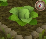 Cabbage4