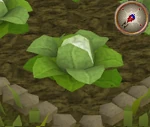 Cabbage5