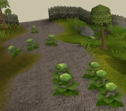 Cabbage layers
