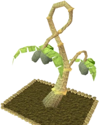 Calquat Tree