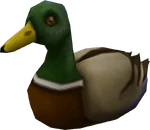 Duck