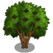 Elderberry Tree-icon.png