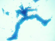 500px-CellsDeadGohan