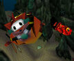An inflated bandicoot