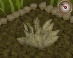 Goutweed4