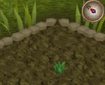 GreenHerb1