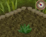 GreenHerb2