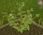 Jangerberry8