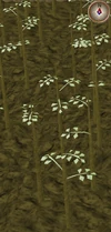 Jute2