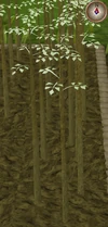 Jute6