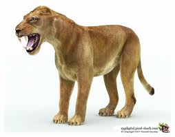 Panthera Schaubi