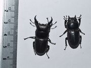 Dorcus titanus 02 flat stag