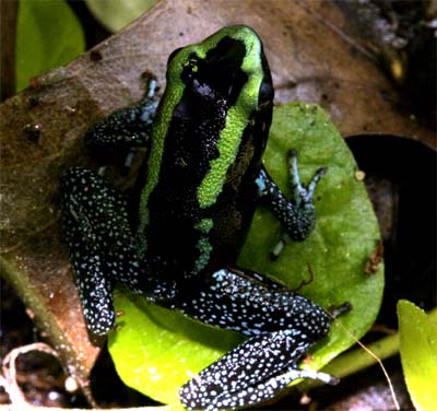 Phyllobates Aurotaenia 01 Top 10 Venomous Frogs in the World