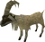 Mountain Goat