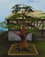 Oak5