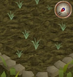 Onion1