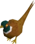 Pheasant
