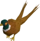Pheasant2tail