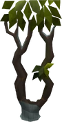 Thigat tree