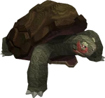 Tortoise
